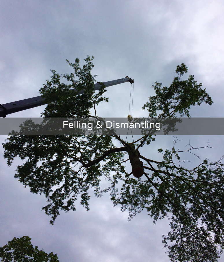 AW Treecare