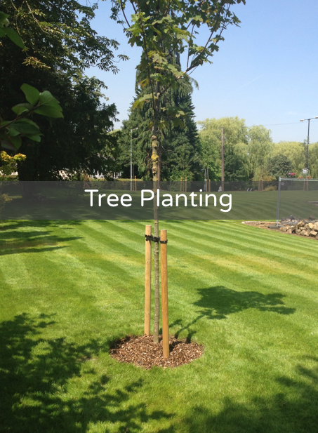 Tree Planting