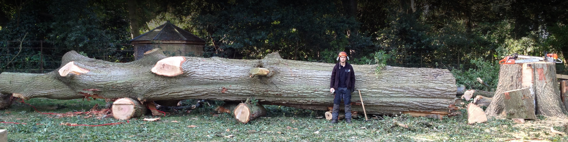 AW Treecare