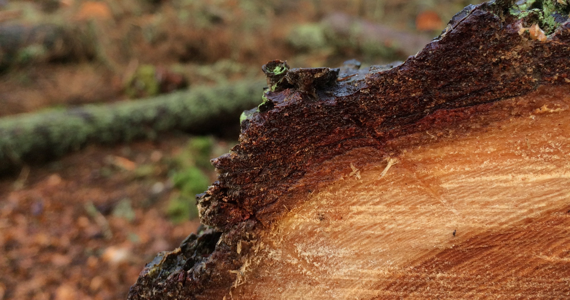 Tree & Vegetation Management