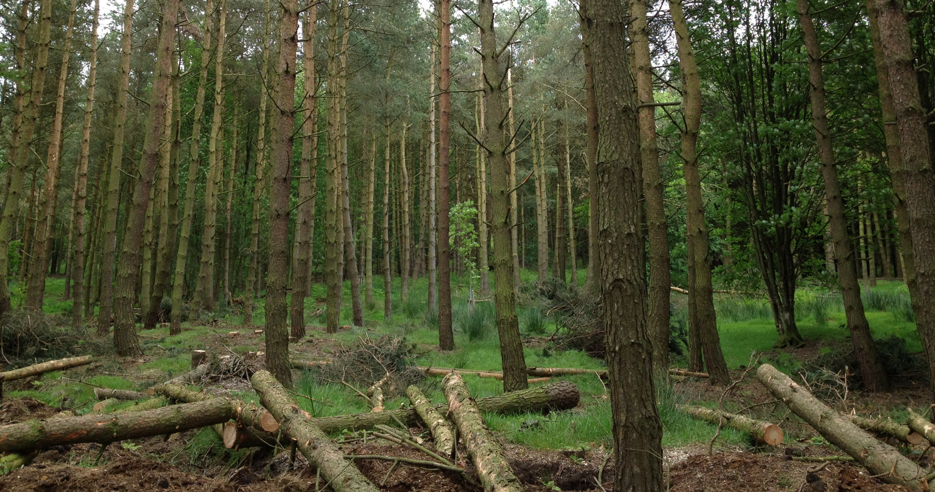 Arboriculture & Forestry Contractors