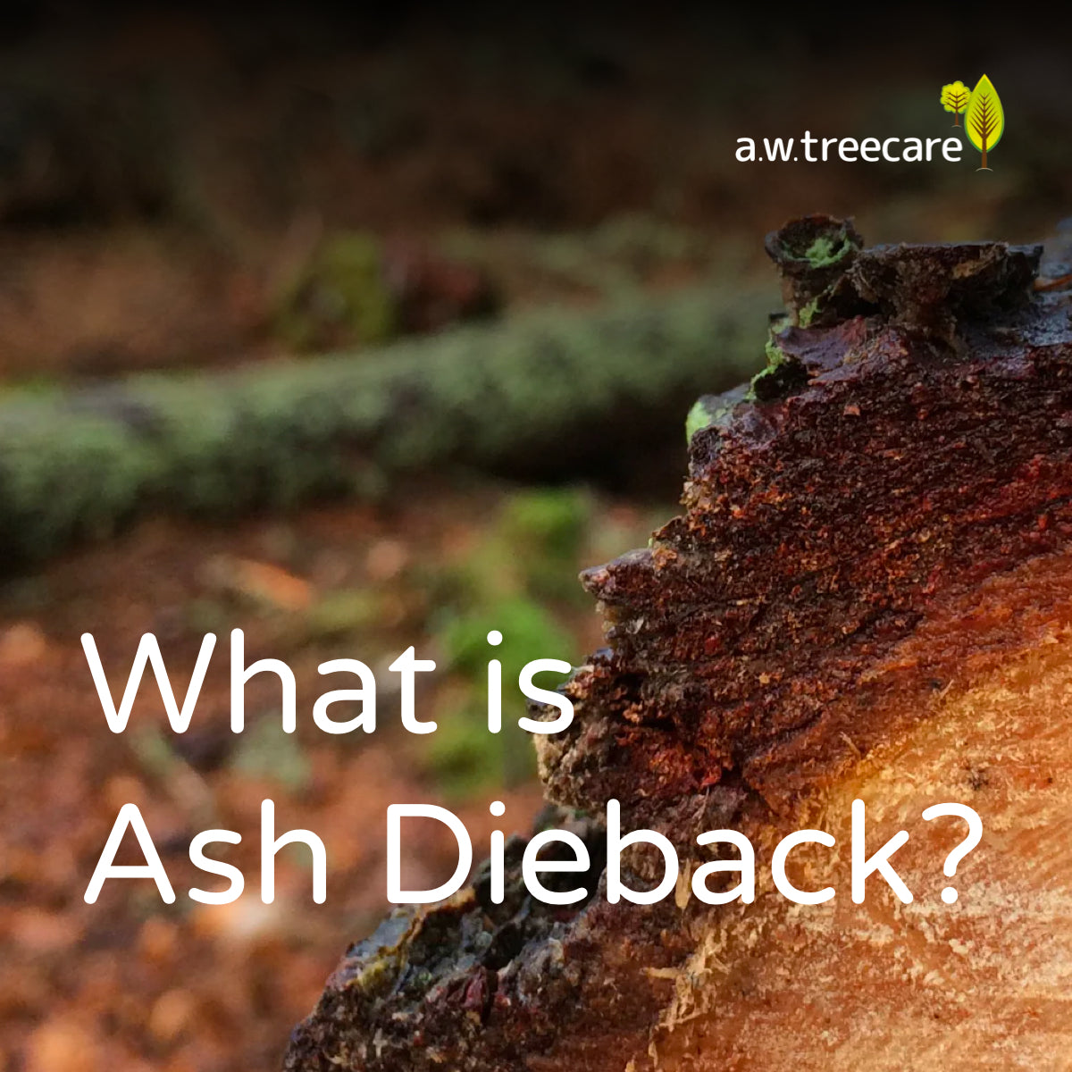 What is Ash Dieback?