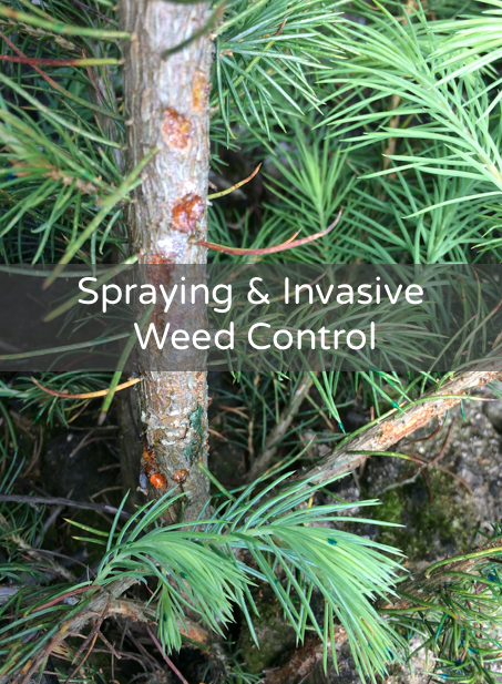 Tree Spraying & Invasive Weed Control