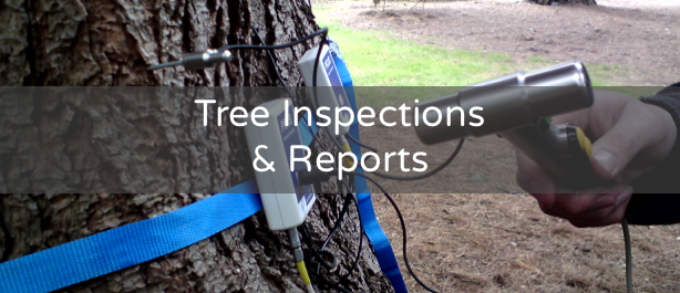 Tree Inspections & Reports